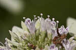 Clustered mountainmint